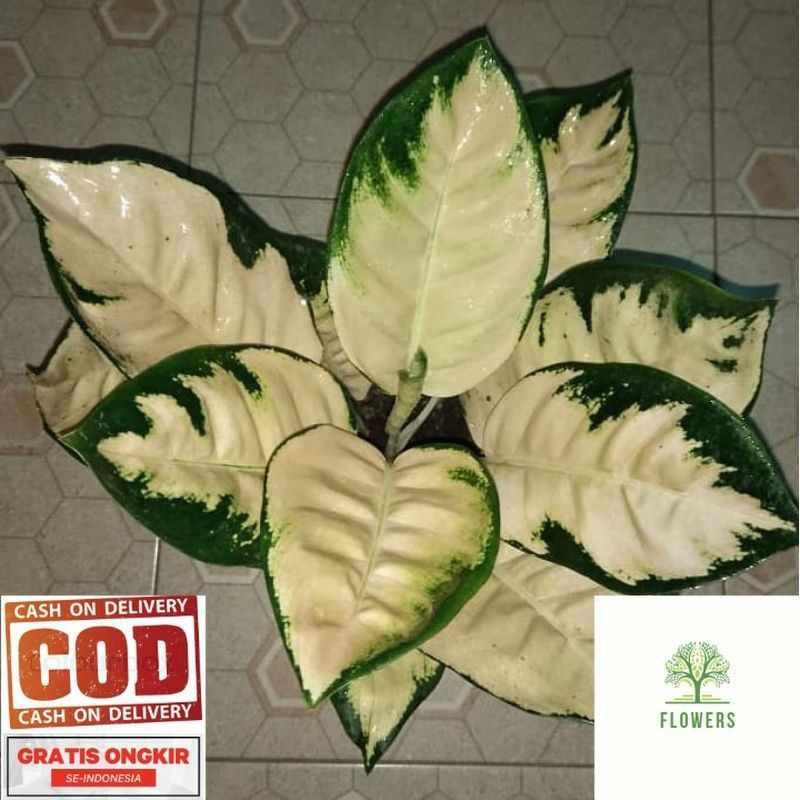 BIBIT TANAMAN HIAS AGLONEMA KOCIN ESCADA-ANAKAN AGLONEMA KOCIN ESCADA