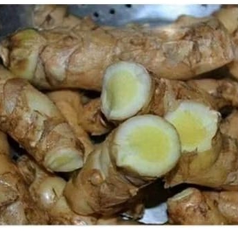 

TEMU MANGGA CURCUMA TEMU PUTIH 1KG