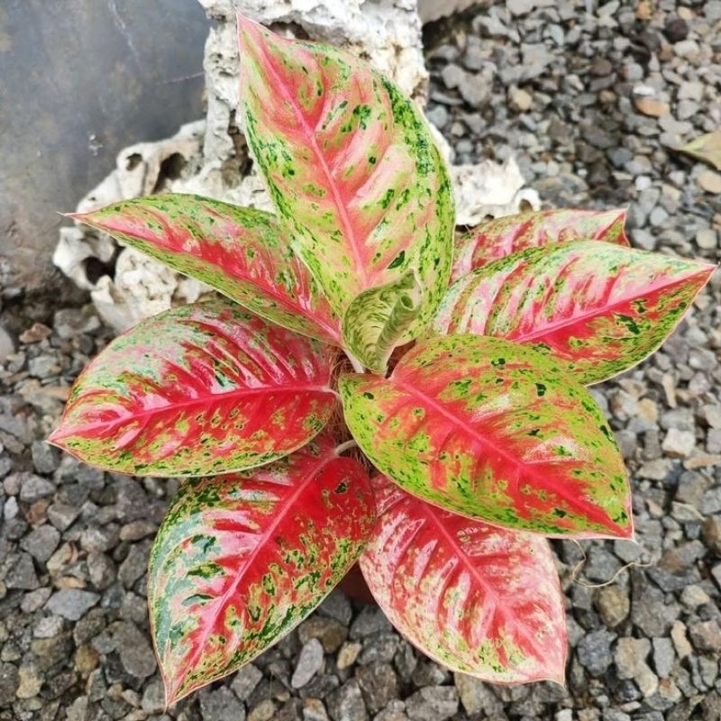 Aglaonema Mahasety