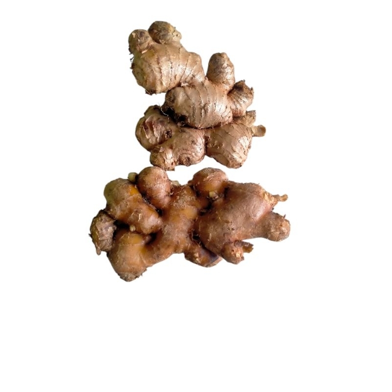 

Jahe putih/paris/emprit fresh dan segar murah 1kg