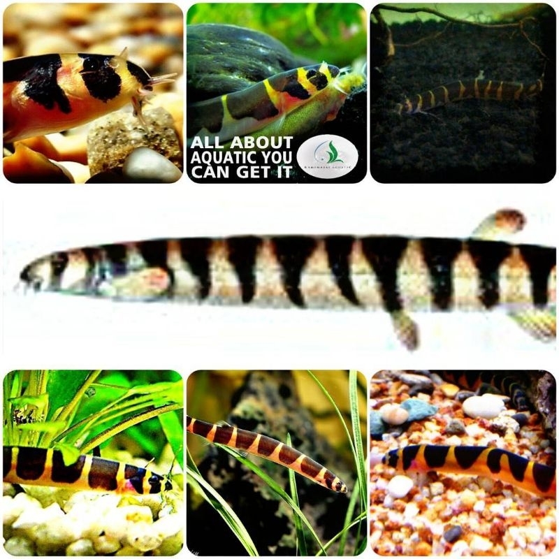 ikan kuhli loach untuk aquarium dan aquascape