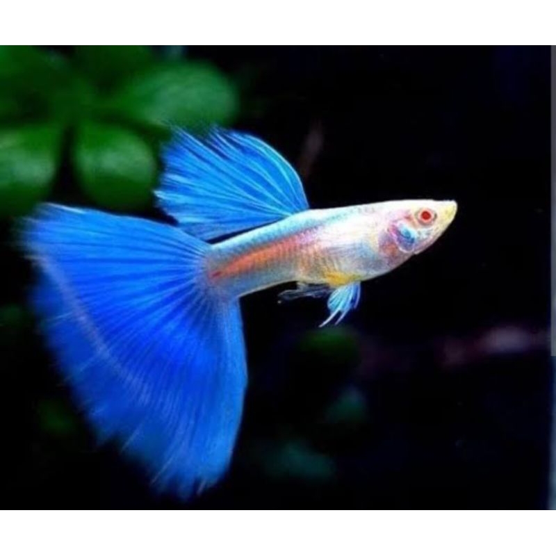 guppy albino blue sky