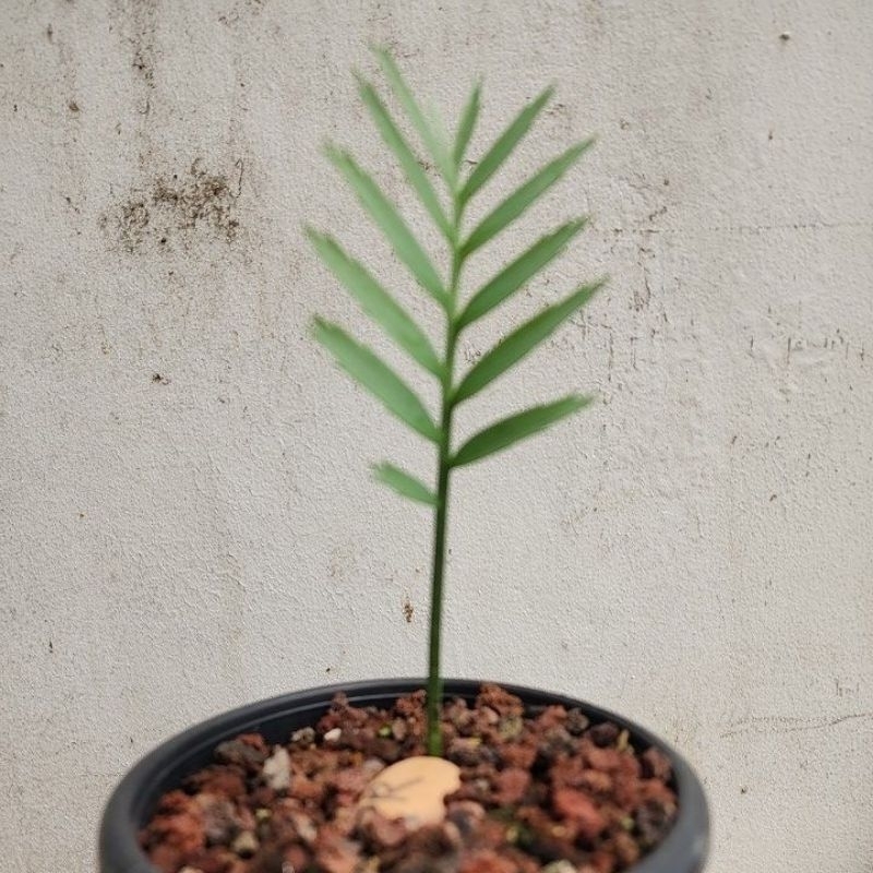 Encephalartos princeps