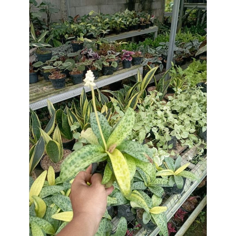 Tanaman Hias Lidah Katak Variegata Tanaman Lidah Katak Varigata