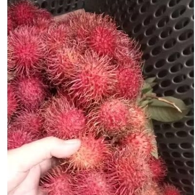 

rambutan binjai manis ngelotokk