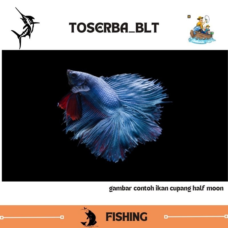 PEMANIS AQUARIUM IKAN HIAS JENIS CUPANG - IKAN HIAS