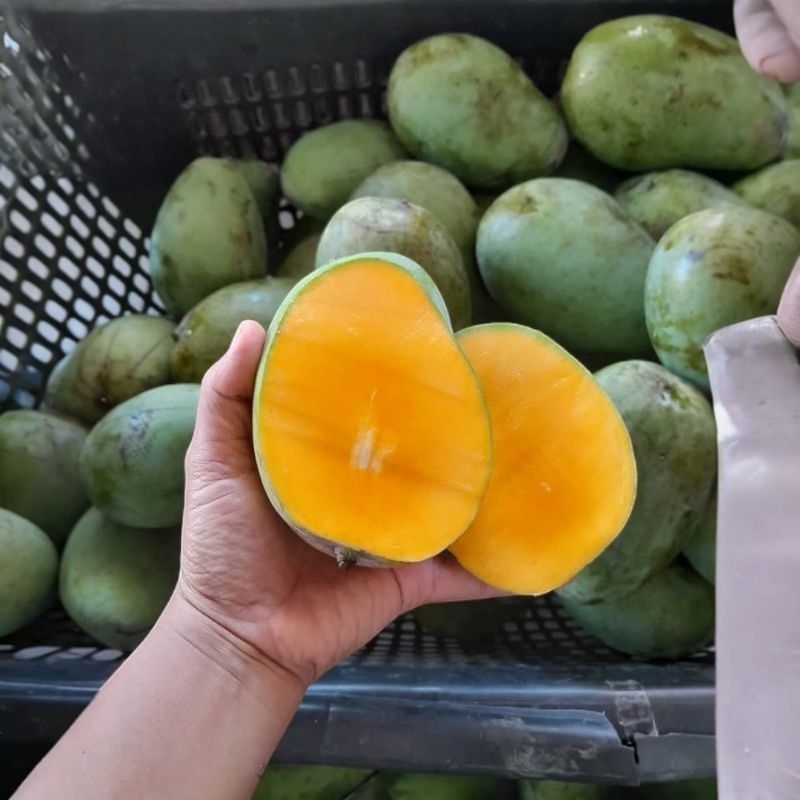 

MANGGA HARUMANIS PROBOLINGGO 1kg
