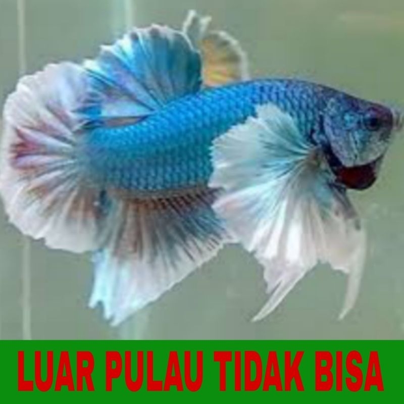 ikan cupang plakat big ear isi 10 bergaransi