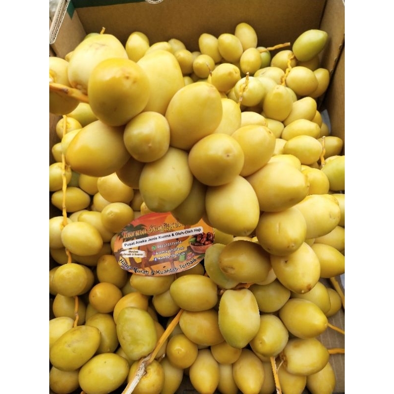 

Kurma Muda Kuning Barhee