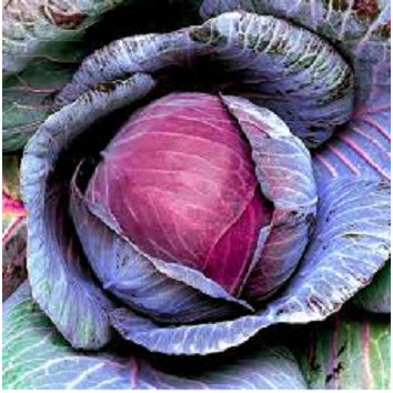 BIBIT BENIH SAYUR KUBIS MERAH KUALITAS PREMIUM