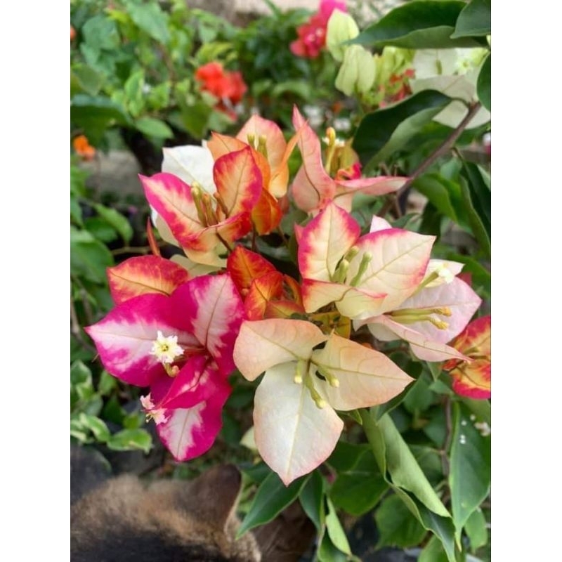 bougenville ori import