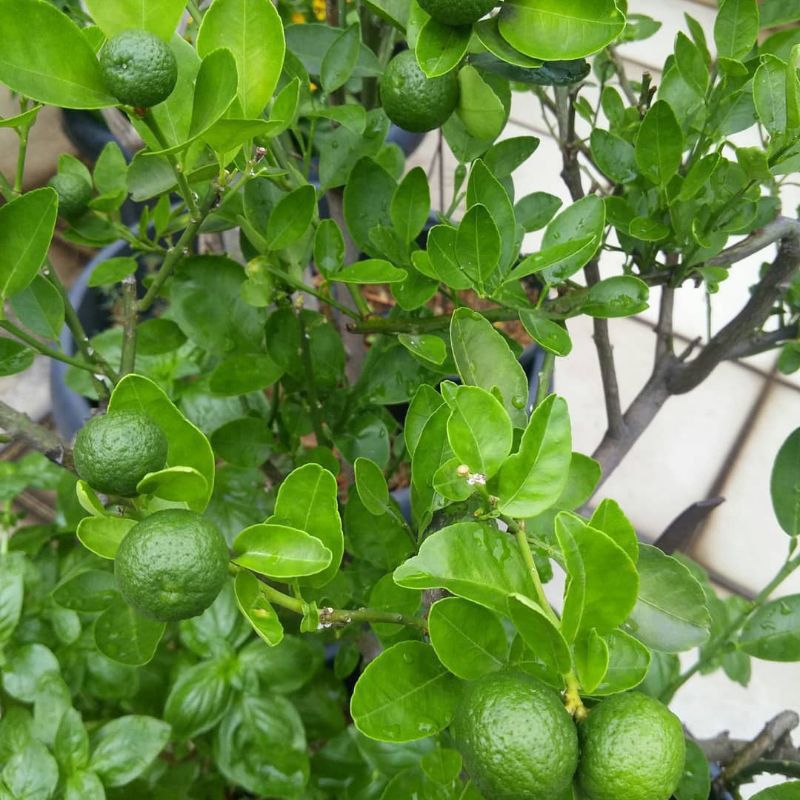 BIBIT JERUK LIMAU SUPER (KONDISI BERBUAH LEBAT)