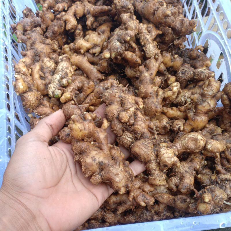 

PROMO Jahe emprit Pedas Cuci bersih 1kg