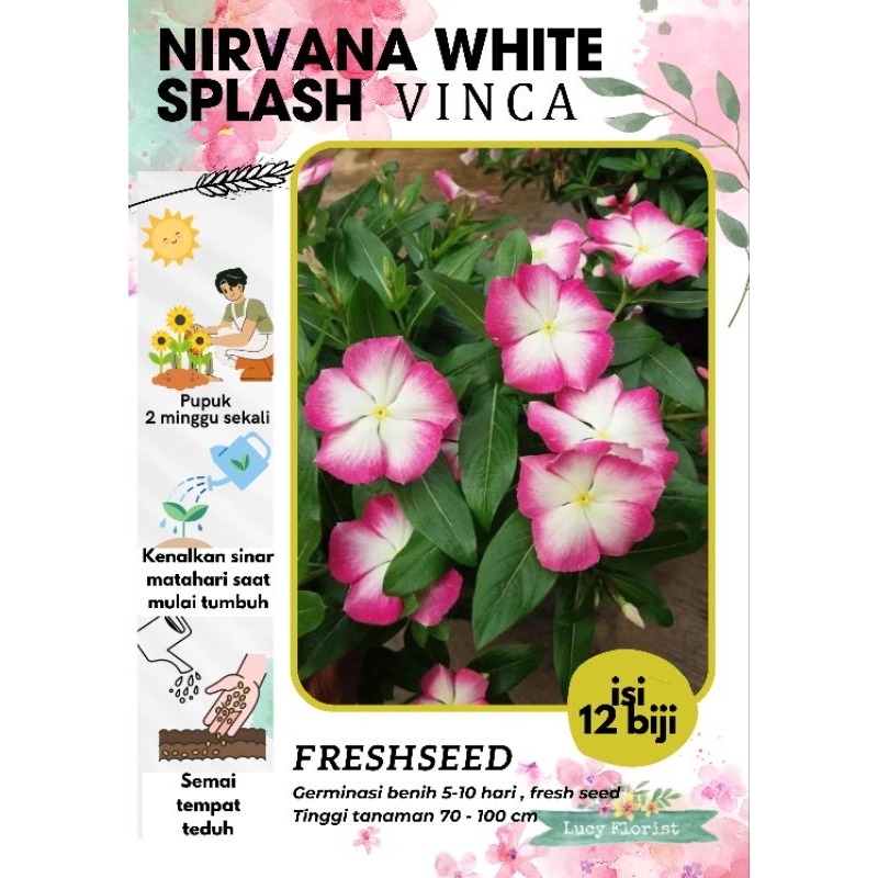 BIJI / benih Vinca NIRVANA WHITE SPLASH, 15 seed - vinca juntai