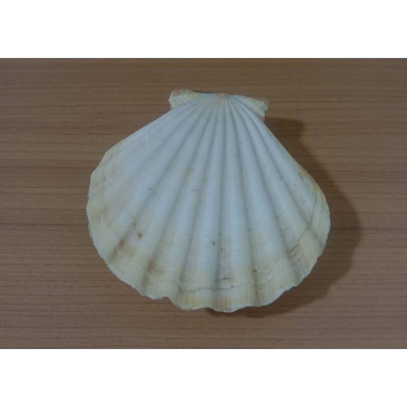 cangkang kerang kipas