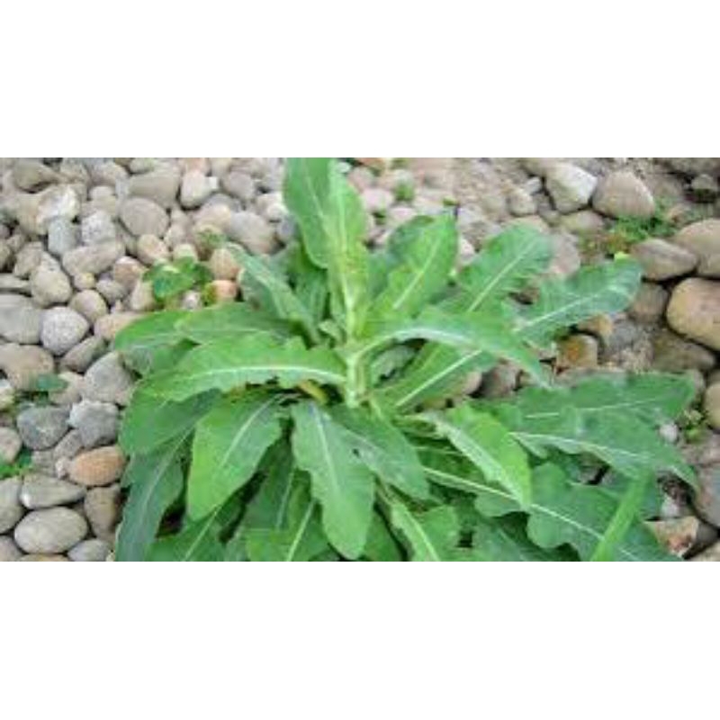 

daun tempuyung segar asli herbal 1kg