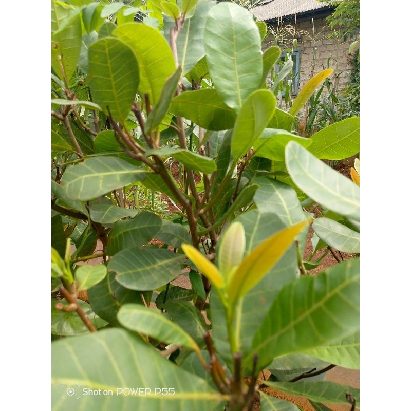 Daun jambu mete segar petik dadakan