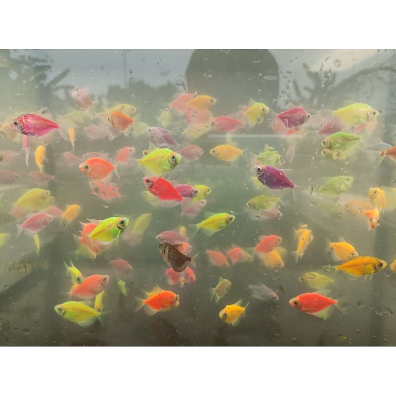 Glowfish Tetra