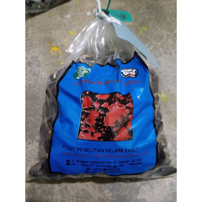 Benih polong kecambah sawit PPKS Simalungun