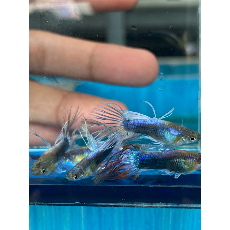 Hiasan aquarium ikan guppy Halfback Blue Crowntail