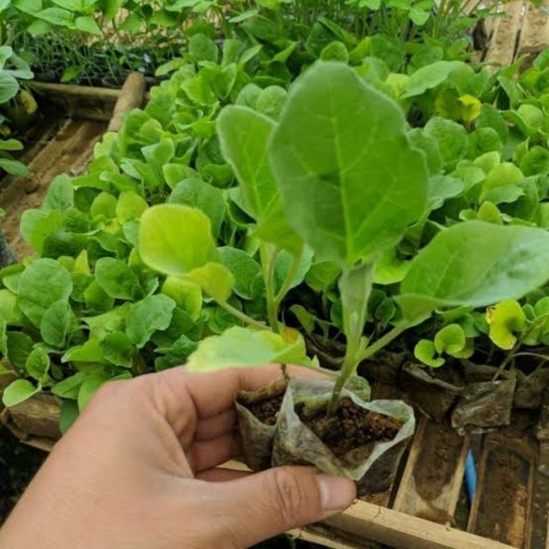 NEGERI HIJAU | Paket 50 Bibit Terong Siap Tanam