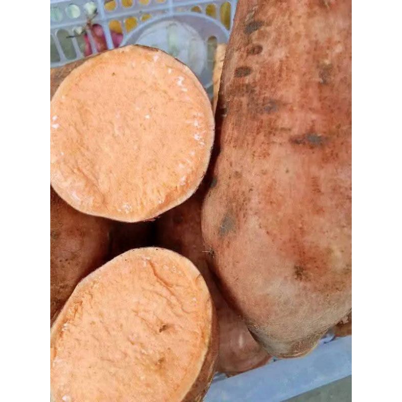 

ubi madu golden oren asli banyuwangi 2kg