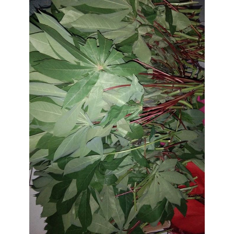 

Daun singkong segar 500g