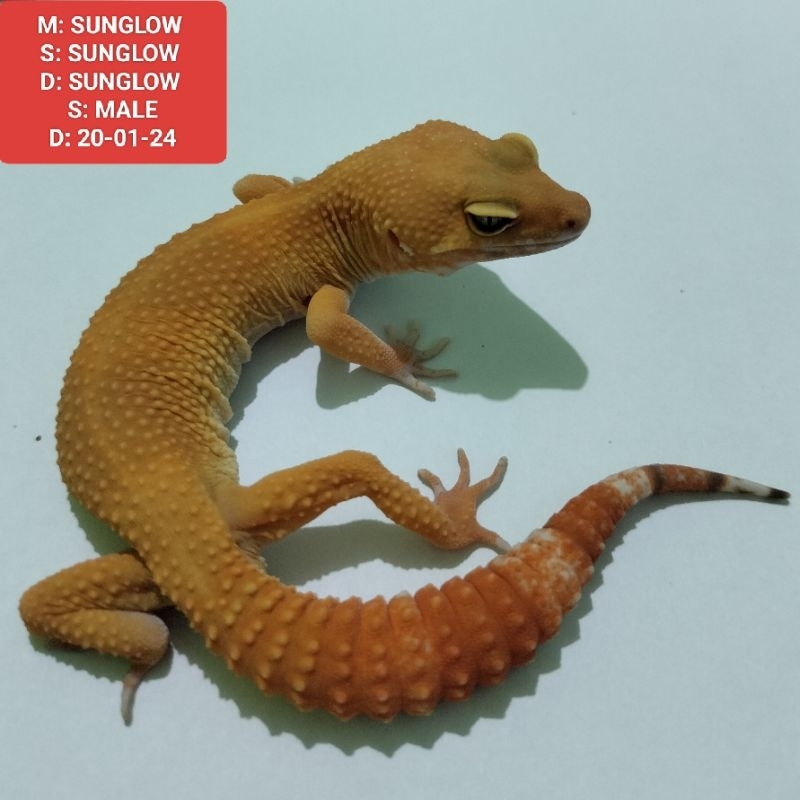 SUNGLOW GECKO LEOPARD MALE