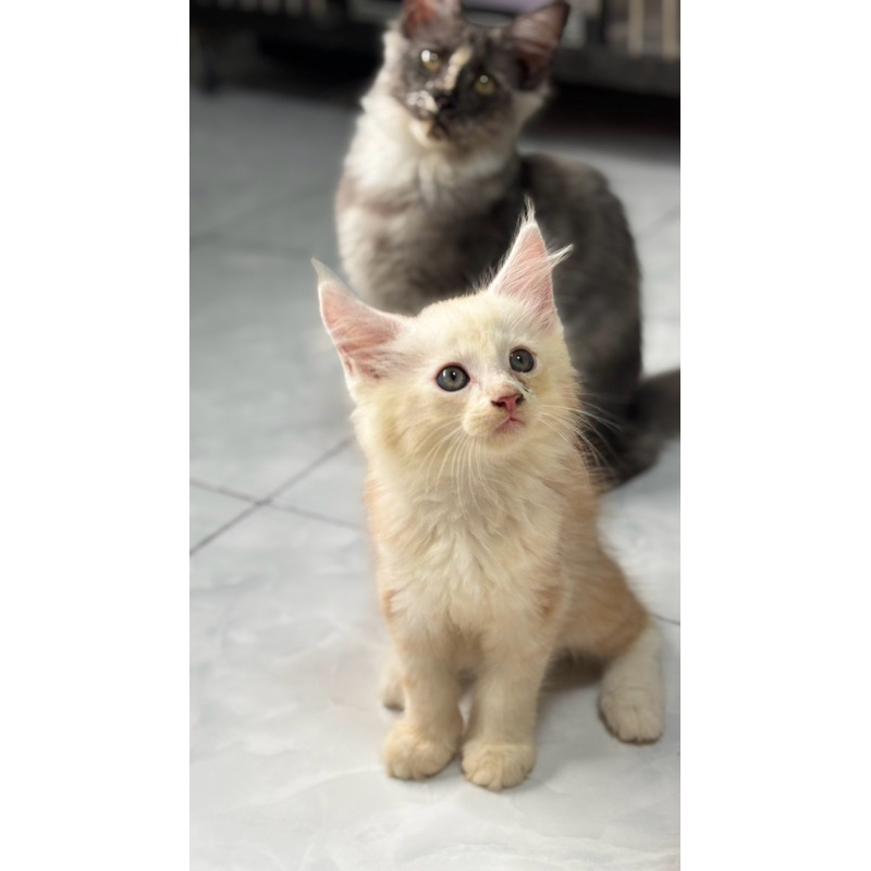 Kucing Mainecoon Jantan