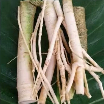 

akar pepaya 1 kg herbal segar alami termurah