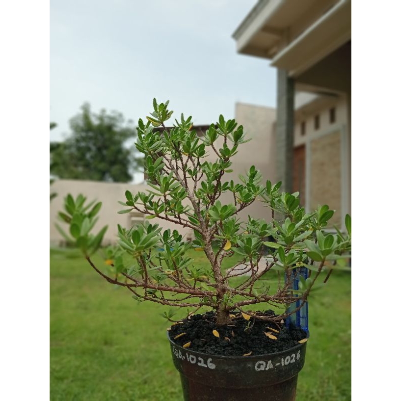 QA-1026, BAHAN BONSAI SANTIGI MAWAR SEMAI BIJI