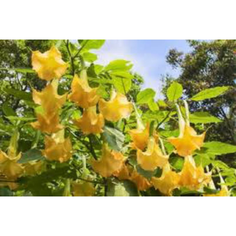 

bunga kecubung asli segar 10 pcs