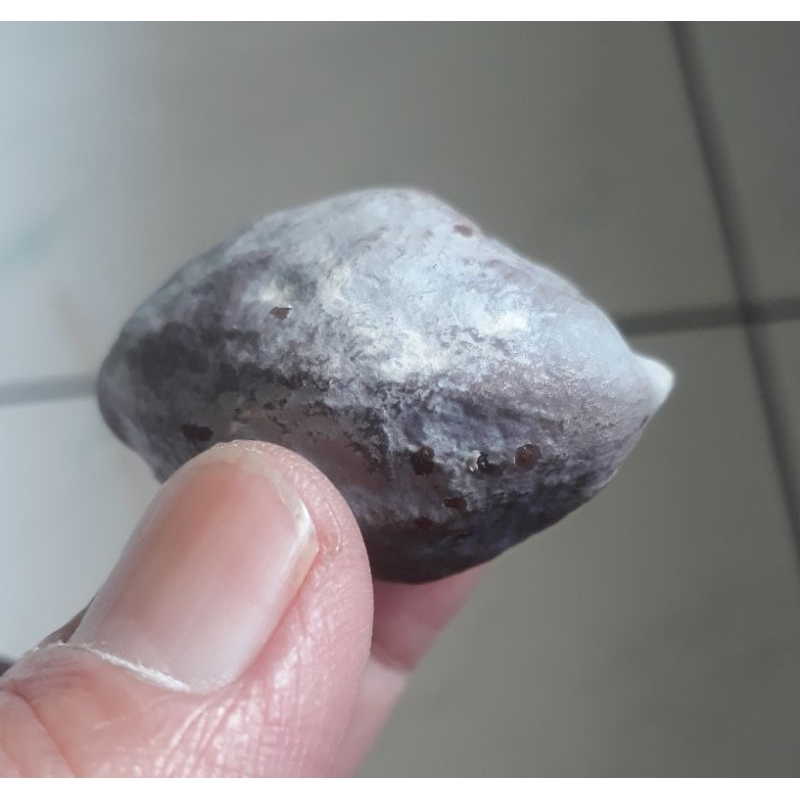 Kemiri Adu Muncang Adu Marinir Kaliwiro Ori UrGen Tua Jatohan