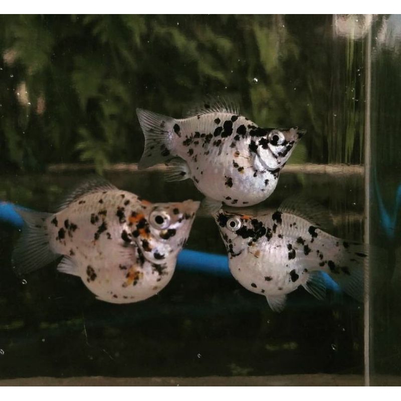 

Kardus isi molly marble