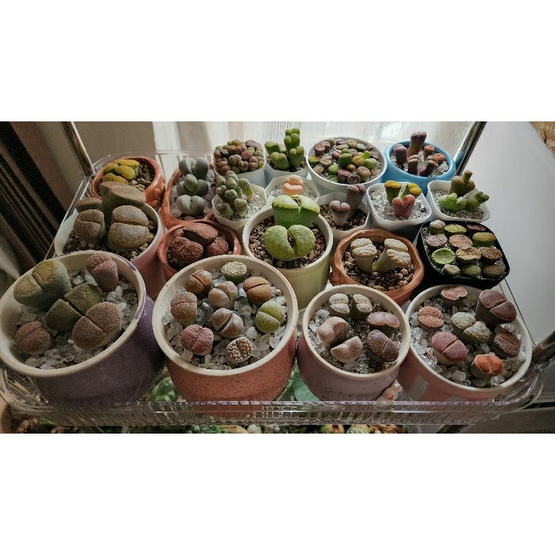 Lithops