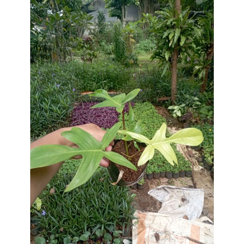 Tanaman Hias Philodendron Florida Tanaman Florida