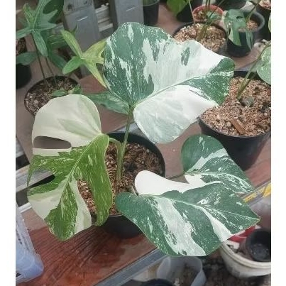 Tanaman Hias Monstera Variegata Tanaman Monstera Varigata