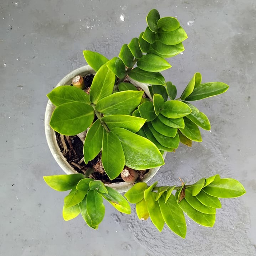 Zamia Culcas Variegata -  Zamioculcas Zamiifolia (Real Picture)