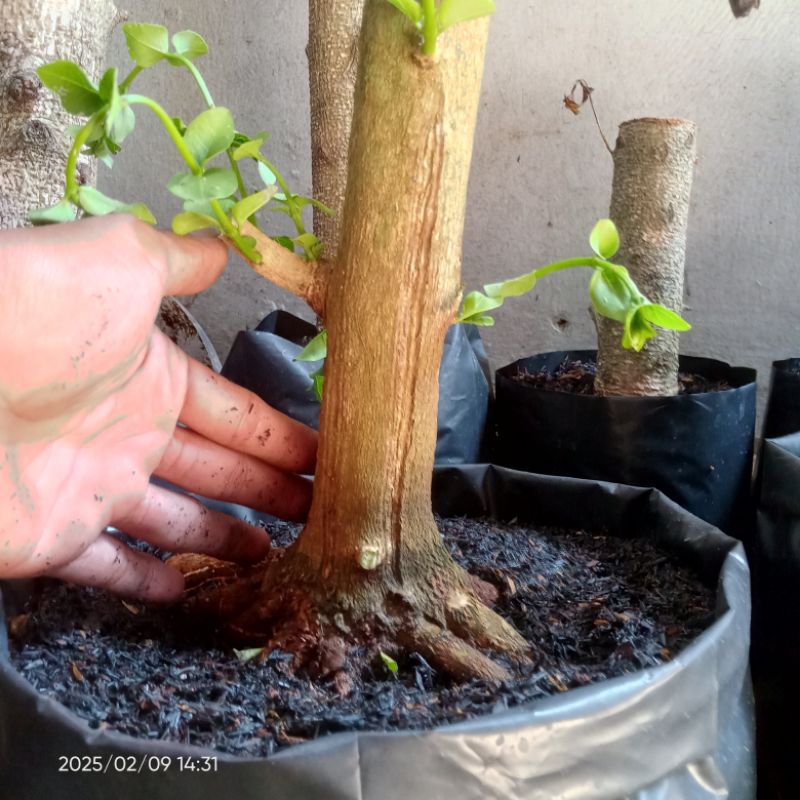 Bahan bonsai sancang prokar besar