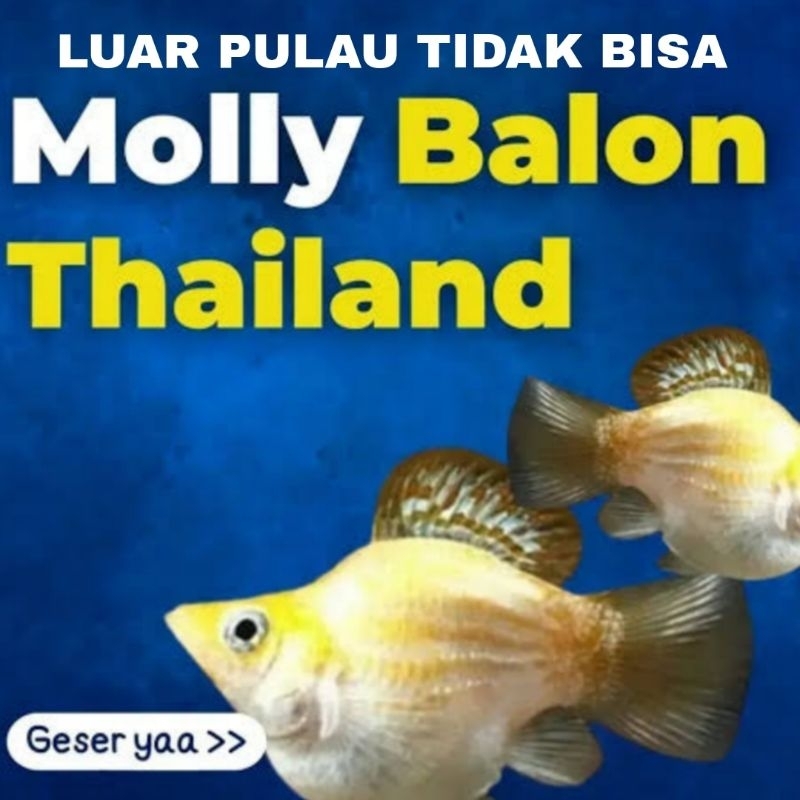 molly Thailand emas 10 pcs