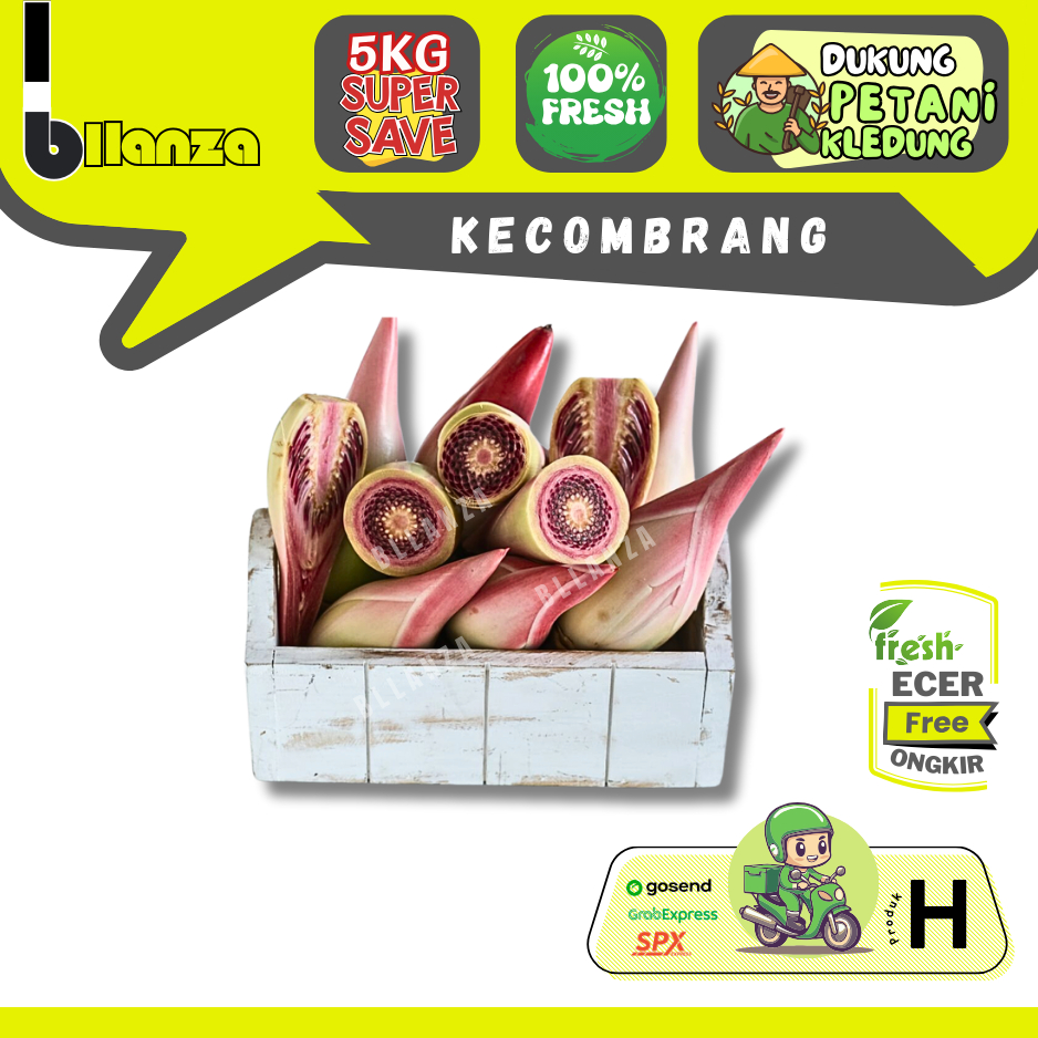 

Bllanza | Kecombrang / Bunga Kantan / Kincung / Honje 1 Batang — Sahabat Makan Sayur ECER (H)
