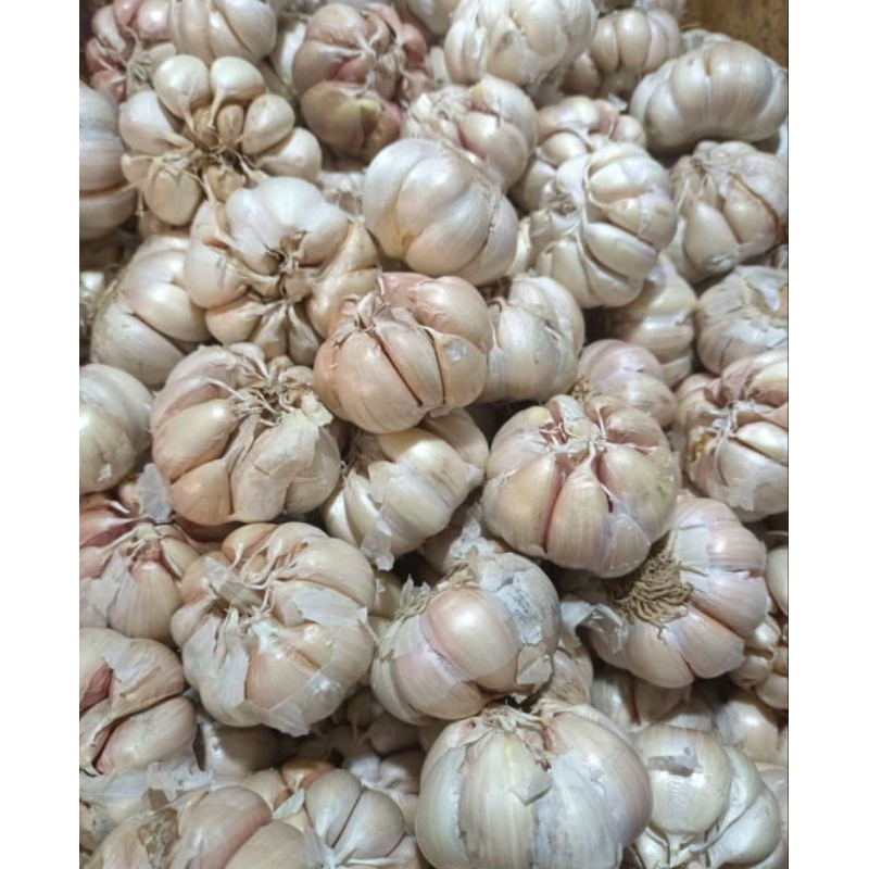 

Bawang Putih Kating Bawang Merah Bawang Bombay