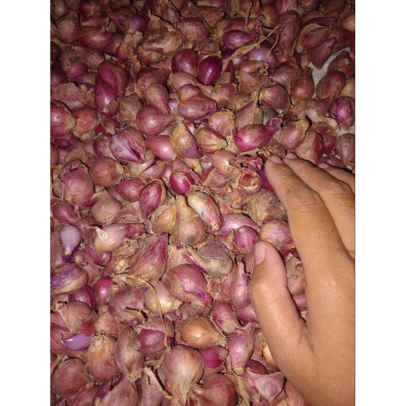 

Brambang Murah, Brambang Brebes, Fress dari petani 1kg