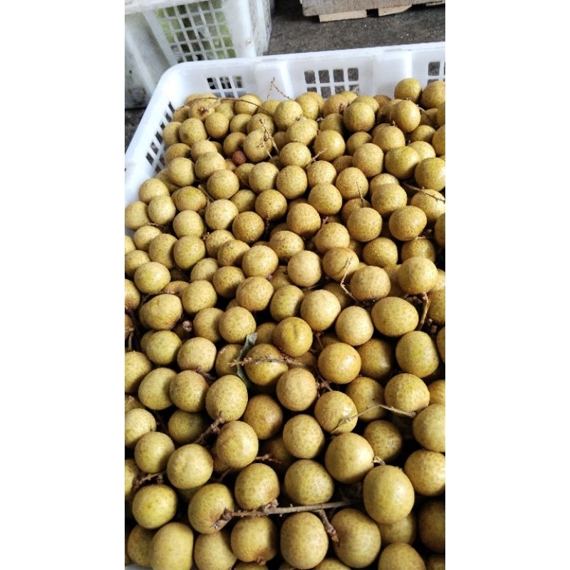 

Buah kelengkeng segar murah terjangkau /kg