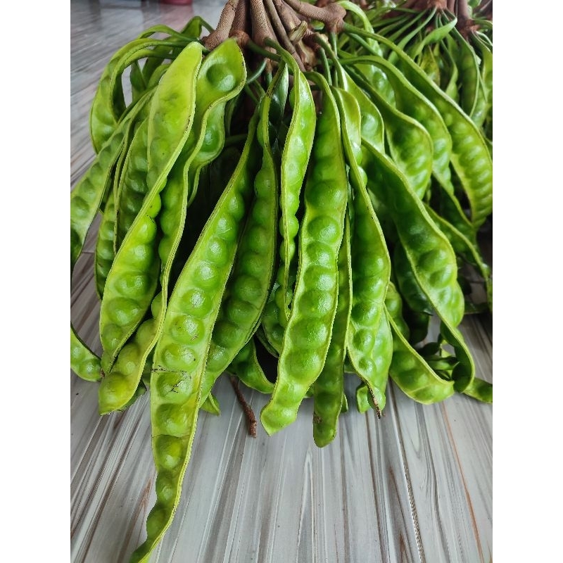 

Pete/Petai tua sedang fress 15 lonjor/papan langsung dari petani