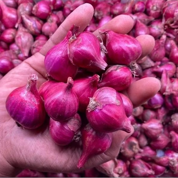 

Bawang Merah Probolinggo 1kg kualitas SUPER murah ukuran BESAR