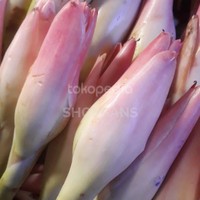 

Kecombrang/Kincung/honje Segar