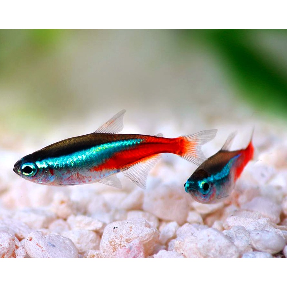 Ikan Hias Neon Tetra / Ikan Schooling / Ikan Hias Air Tawar
