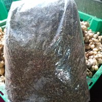 

Daun Menira Daun Herbal kering