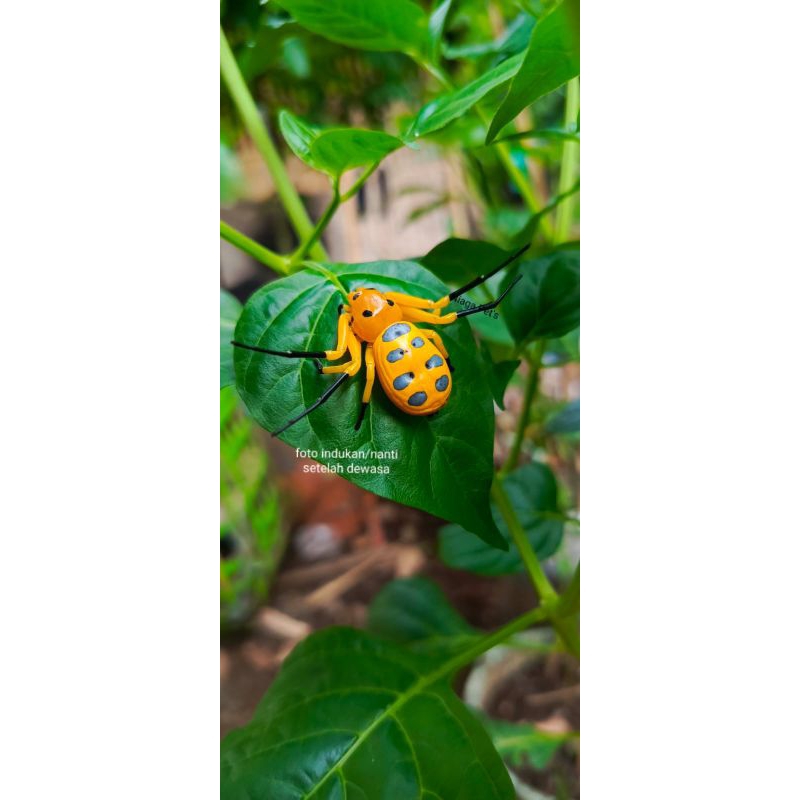 

3d right spider crab spider